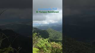 El Yunque Rainforest Los Picachos Trail Puerto Rico usa puertorico mountain rainforest nature [upl. by Bobine]