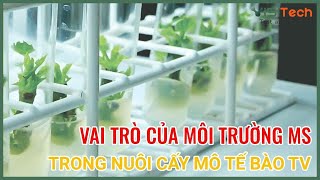 Vai Trò Của Môi Trường MS Trong Nuôi Cấy Mô Thực Vật [upl. by Bryon]