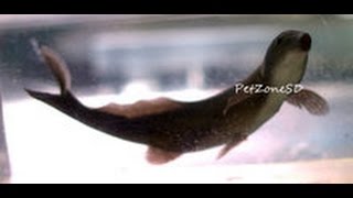 Freshwater Dolphin Fish Doing Tricks  Rarest Oddball Fish [upl. by Munmro]