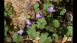 Ivy Leaved Toadflax  Wild Edible Green Superfood [upl. by Joed]