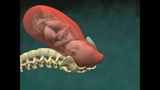 Cervical Effacement and dilatation A [upl. by Aryas]