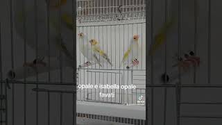 Cardellini mayor opale eisabellaopale goldfinch jilguero stieglitz chardonneret birds [upl. by Nauj]