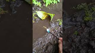 HOW TO CATCHING SNAKEHEAD FISHmassive snakehead  SNAKEHEAD FISH shorts fish channa viralvideo [upl. by Kalbli]