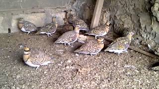 Pintailed Sandgrouse [upl. by Asatan]