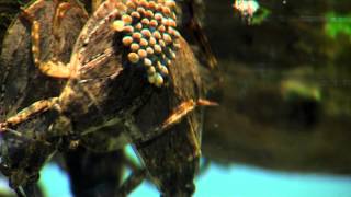 Giant Water Bug  Cincinnati Zoo [upl. by Laeria]