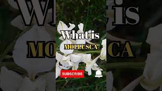 What is Mollusca shorts facts biology [upl. by Allenrac672]