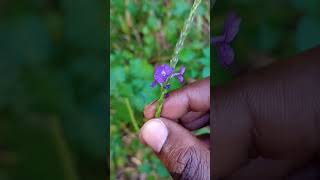 Stachytarpheta Snake weed or vervain family [upl. by Schechinger870]