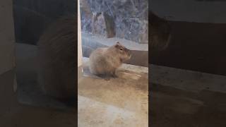 Capybara🦛 oradea zoo [upl. by Aynod]