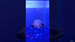 Cichlids tank subscribe shorts short shortvideos fish aquariumfish fishlovers chiclids [upl. by Adiraf]