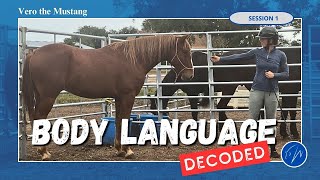 Understanding Vero Decoding the body language of a shy gelding Session 1 [upl. by Olympia764]