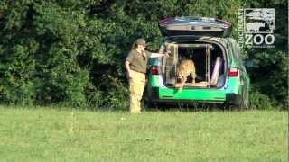 Epic Cheetah Chase HighSpeed Gazelle Takedown in East Africa 🏃🐆🦌 [upl. by Lhamaj]