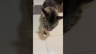 Vasya the Maine Coon talking and greeting me when I came home [upl. by Baptist]