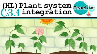 C31  Plant System Integration  IB Biology HL [upl. by Elpmet]