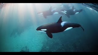 Killer Whales checkout Swimmers at Whytecliff Park in British Columbia [upl. by Mueller]