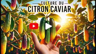 Le citron caviar  culture semis plantation entretien taille et récolte [upl. by Ataynek]