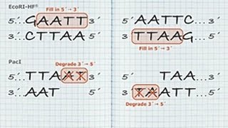 DNA Blunting Tutorial [upl. by Urina]