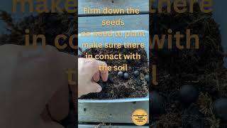 Easy Native palm seed germination Livistona Australis [upl. by Tenom801]