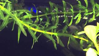 My floating Anacharis pearling [upl. by Assirral]