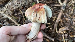 4K Amanita rubescens Mushroom Identification [upl. by Haroldson]