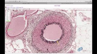 Histology Helper  Circulatory System Histology [upl. by Arte]