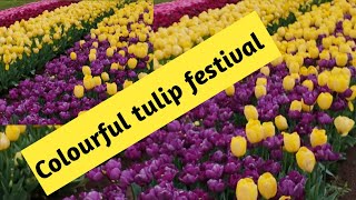 Tulip festival in Melbourne Australia [upl. by Nosnah]