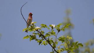 Carpodacus erythrinus  Common rosefinch  Červenák karmínový  Camachuelo carminoso 462018 [upl. by Aiel]