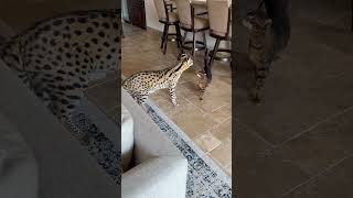 Serval cat afraid of Savannah cat or what [upl. by Anigroeg]