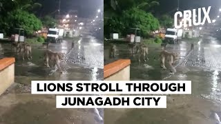 Viral Video Shows Pride Of Lions Strolling On Junagadh Street [upl. by Agee850]