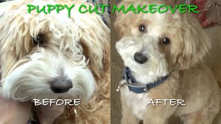 Teacup Maltipoo Puppy  Teddy Bear Haircut Transformation [upl. by Gregorio162]