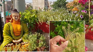 Collecting Alyssum Seeds for Next Winter  How to Collect Seeds of Sweet Alyssum  Fun Gardening [upl. by Icrad]