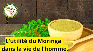 Lutilité du Moringa dans la vie de lhomme [upl. by Rumery]