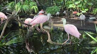 Roseate Spoonbills at the Florida Aquarium [upl. by Analat]