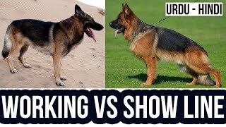 Working Line vs Show Line German Shepherds My suggestion for Indian amp Pakistanis Urdu  Hindi vlog [upl. by Welles60]