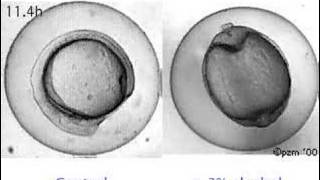 Effect of alcohol on zebrafish development [upl. by Sherrill44]