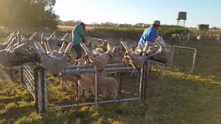 Mulesing at Colane Station Nyngan NSW [upl. by Adnuhsor]