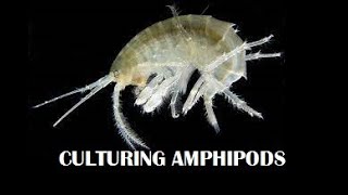 AMPHIPODS  SCUDS CULTURED AS LIVE FISH FOOD [upl. by Neilla]