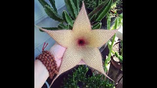 STAPELIA GIGANTEA [upl. by Nehemiah]