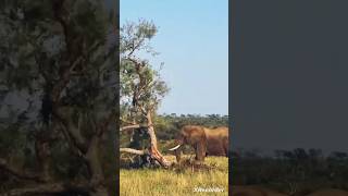 How Strong An Elephant 🐘 is shorts science viralshortsanimals [upl. by Ymmij492]