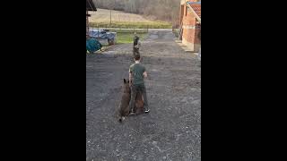 Belgian shepherd Malinois Fox amp Kira [upl. by Grodin]