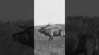 Wild Scenes From Our Montana Bull ELK Bowhunt 🏹 [upl. by Ehpotsirhc]