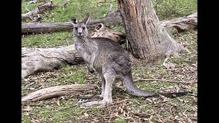 Currawong Bush Park Walks Doncaster East [upl. by Erund]