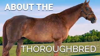 About the Thoroughbred  Horse Breeds [upl. by Enihpled]