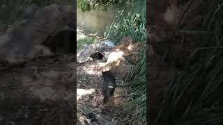 Real Tasmanian Devil [upl. by Eneryt]