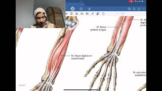 Anatomi Mandibula amp M Masticatores M Regio Antebrachium amp Regio Manus dan Art Genu amp Os Femur [upl. by Hairim755]