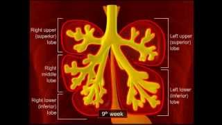 Development of the Trachea Bronchi and Lungs [upl. by Dallman682]