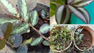 Tangled Heart How to save dying wondering jew plant Pellionia Repens Watermelon Begonia plant [upl. by Arihsa]