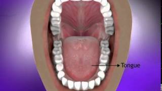 Mouth Mechanical Digestion [upl. by Dorotea]