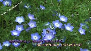 Bosliefje Babyoogjes  Nemophila menziesii  Baby Blue Eyes [upl. by Anyek372]