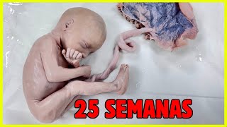 👼🏻¿CÓMO SE VE UN FETO DE 25 SEMANAS [upl. by Edelson933]