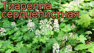 Тиарелла сердцелистная tiarella cordyfolia 🌿 тиарелла обзор как сажать рассада тиареллы [upl. by Hbaruas71]